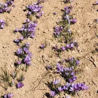 نیازمند کارگر زعفران