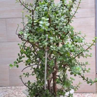 گل کراسولا خرفه ای ۸۰ سانتی