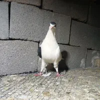 کفتر کبوتر افغانی