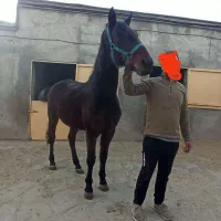اسب|اسب و تجهیزات اسب‌سواری|سنندج, |دیوار
