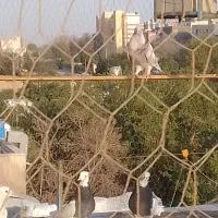 فروش ۵عدد طوقی
