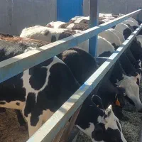 فروش گوساله ماده