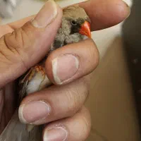 فنچ ماده دو عدد دورگه شارکول