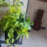 گل طبیعی پتوس
