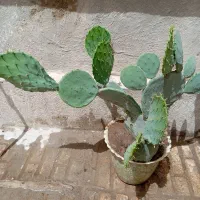 کاکتوس