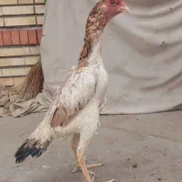 مرغ لاری اوشامو ۹ماهه نسل معتبر