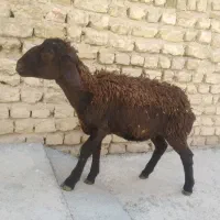 بره ماده چاق سالم مناسب برای قربانی