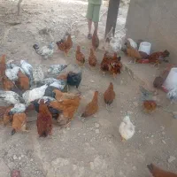 جوجه ۱۲۰ روز ب بالا