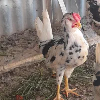 خروس گلین دانه500