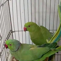 جفت مولد طوطی ملنگو ۵ تخم حرفه ای