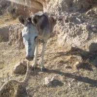 الاغ