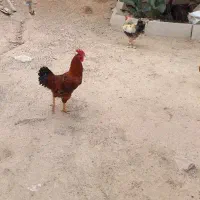 خروس|حیوانات مزرعه|بروجرد, |دیوار