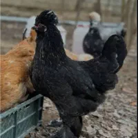 جوجه سلطان 60روزه
