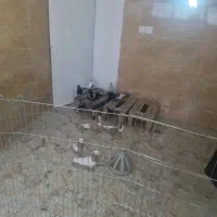2 کفتر