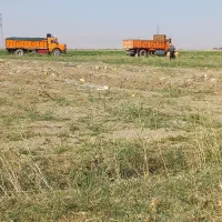 زمین کشاورزی بارانی کاشت سیر شراکتی