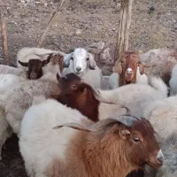 فروش بز و نری چاق و سرحال