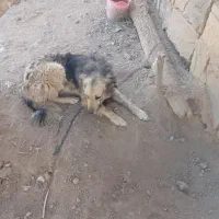 سگ.|سگ|میاندوآب, |دیوار