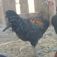 خروس نیمچه