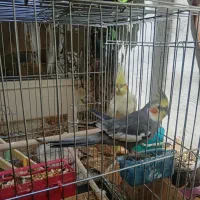 جفت عروس هلندی با قفس