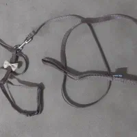 قلاده کمری گربه