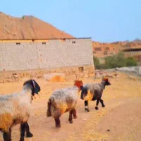 میش داشتی