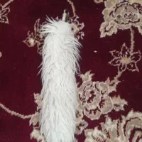 جا سویچی