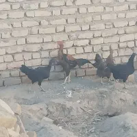 ۲عدد خروس لاری