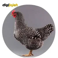 نیمچه بلک استار و مرندی و پلیموت راک