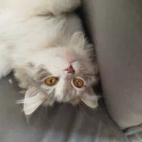 گربه گم شده