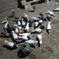 کبوتر و وسایل دوچرخه