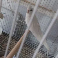 حراج2جفت عروس آلبینو باجوجه وزعفرونی مولدروتخم