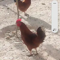 خروس