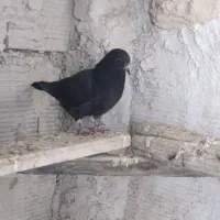 کبوتر سیاه کاکلی ماده