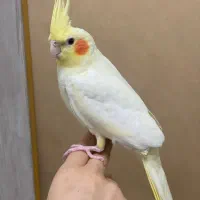 عروس هلندی لوتینو  ماده ارام و دستی سه ماهه