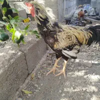 فروشی هشتبندی