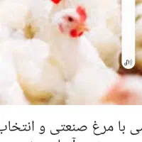 استخدام نیروی ماهر برای مغازه‌ی مرغ فروشی