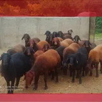 بره نر|حیوانات مزرعه|تنکمان, |دیوار