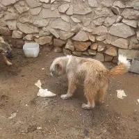 توله سگ خار موشی