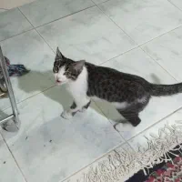 گربه شیطون و ناز