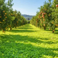 باغ-10000متری-درختان-مثمر-با-لوکیشن-عالی-زیبادشت