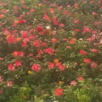 نهالستان سبز گستر رضایی