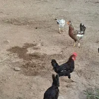 مرغ‌وخروس