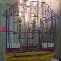 قفس پرنده