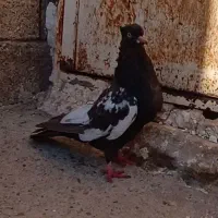 سینه قهوایی