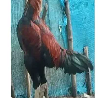 جوجه لاری،محلی،ابریشمی