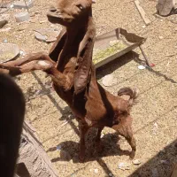 کهره نر ماده کامورایی کوش بلند