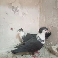 کفتر|پرنده|خواف, |دیوار