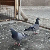 کبوتر|پرنده|اردکان, |دیوار