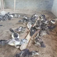 جوجه اردک اسراعیلی
