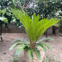 گیاه سیکاس (نخل ژاپنی)